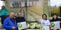 Рыбновский капустный переполох: коронован кочан-гигант! - Rybnoe.Net